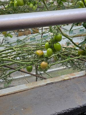  at Friðheimar in Selfoss