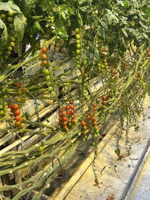   at Friðheimar in Selfoss