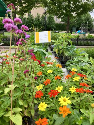 Flowers, vegetables, herbs for sale at Central Park Plaza Market in Valparaiso