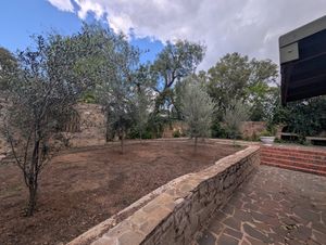Olive trees at CoffeeTalks Cafe in Bloemfontein