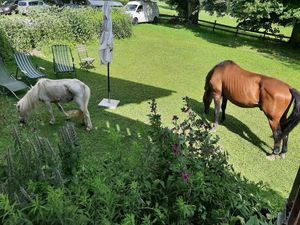Horsies 😍 at Naturhaus Lehnwieser in Ramsau Am Dachstein