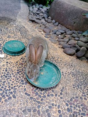 Bunny at Compound's Warung - In Da Compound Warung in Gianyar