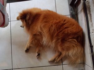 Doggo slept under my feet at Compound's Warung - In Da Compound Warung in Gianyar