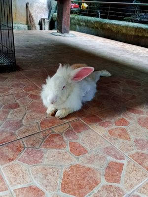 Bunny at Compound's Warung - In Da Compound Warung in Gianyar