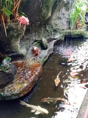 Pond at Compound's Warung - In Da Compound Warung in Gianyar