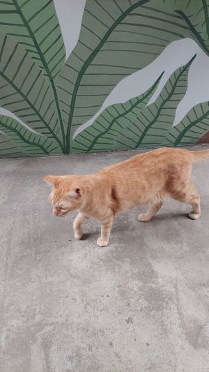 Cat garden at Gateria Cat Cafe   in Sao Paulo