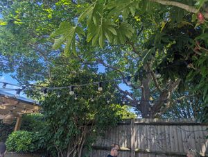 Nice garden area at The White Horse  in Richmond