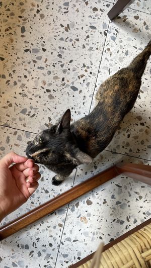   at Spotted Pig in Makati