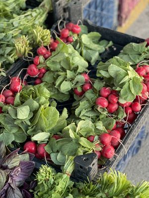 Radish   at Pazartesi Pazarı Oba in Antalya