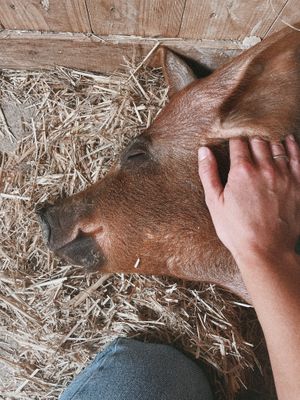 ✨  at Hof Narr in Egg