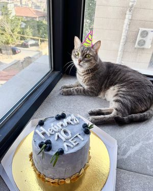 Yummy vegan Napoleon cake for my cat Neymar's birthday party at 2022_bak in Yerevan