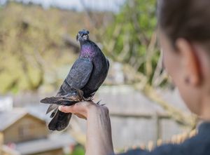 Chenoa @Lebenshof TierMensch at Lebenshof TierMensch in Huentwangen