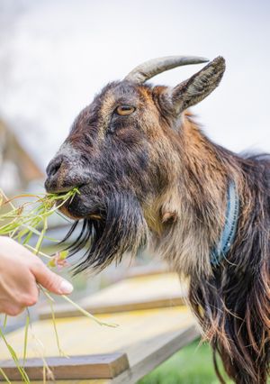 Zilla @Lebenshof TierMensch at Lebenshof TierMensch in Huentwangen