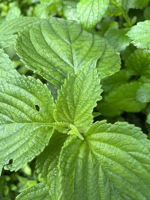   at Diamond Harbour Wellness  in Diamond Harbour