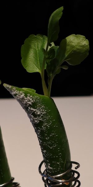 Pistazie at Essigbrätlein in Nuremberg