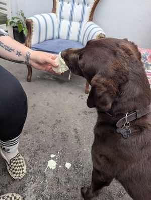 Lillie enjoying a puppacino. at The Vegan Coffi House in Aberdare