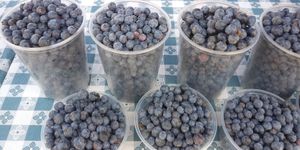  at Ferry Plaza Farmers Market in San Francisco