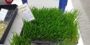  at Ferry Plaza Farmers Market in San Francisco