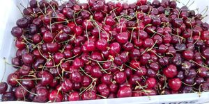  at Ferry Plaza Farmers Market in San Francisco