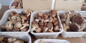  at Ferry Plaza Farmers Market in San Francisco