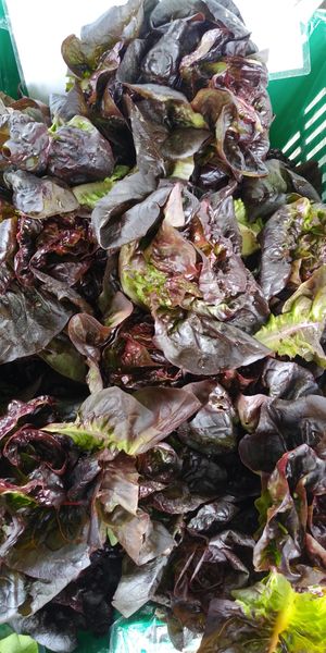 at Ferry Plaza Farmers Market in San Francisco