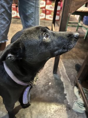   at Bula Vinaka Ubud in Ubud