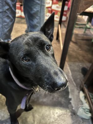   at Bula Vinaka Ubud in Ubud