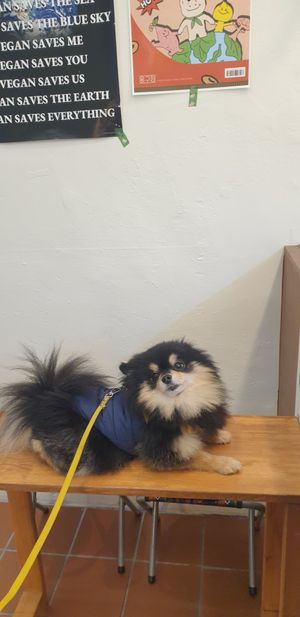 My dog is welcomed at Moonggoojeom Vegan Bakery in Busan