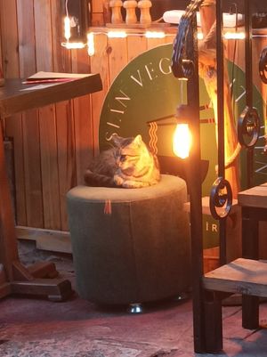  at Asian Vegan Kitchen in Istanbul