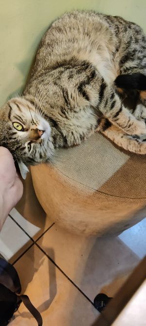  at Asian Vegan Kitchen in Istanbul