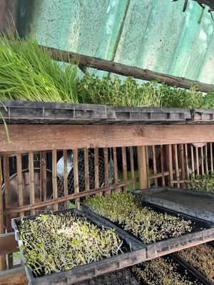 Growing their own produce  #Veganuary at Earth Tone in Pai