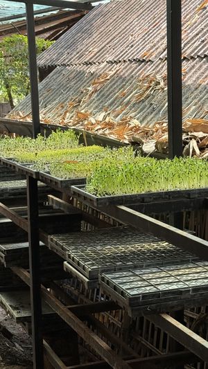 Homegrown sprouts   at Earth Tone in Pai