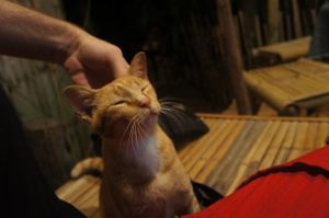 The friendly - yet not bothersome - cat that lives at Earth Tone. at Earth Tone in Pai