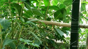 Plants at Earth Tone in Pai