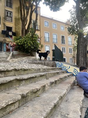 Neighbourhood dog outside The Food Temple where we sat on the steps eating our food   at The Food Temple in Lisbon