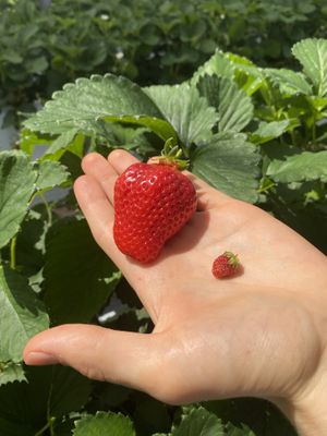 Small and big  🍓   at Akiyama Gardening in Fukuoka