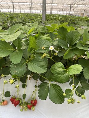 Easy to pick!  at Akiyama Gardening in Fukuoka