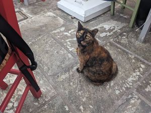 Friendly visitor at Kappos Etsi in Aegina