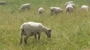 Les moutons at La Garnasette in Rosieres