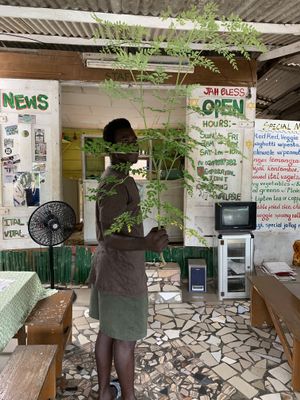 Fresh moringa for in my Positive Vibration Juice: cucumber mornings pineapple at Emperor Ital Joint in Cape Coast