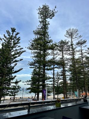 The view  at Manly Thai Gourmet in Manly