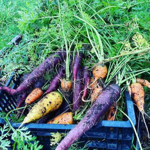 carrots at Creme de la Crop in Valparaiso