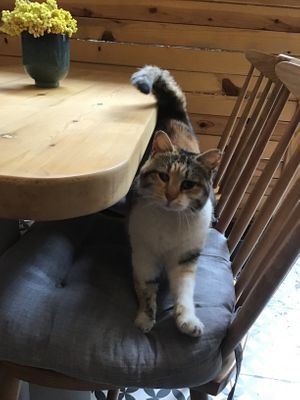  at Mezme in Istanbul