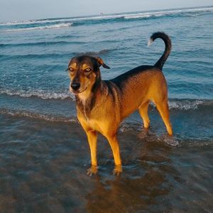  at Bhakti House Ayampe  in Ayampe