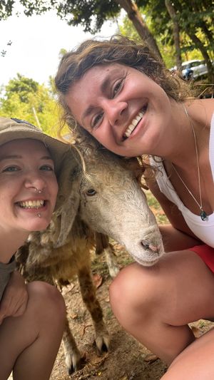 Woody the sheep!  at Soulscape Café in Koh Phangan