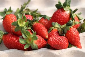  at Sanesa Yourganic in Gurugram