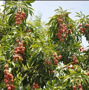  at Sanesa Yourganic in Gurugram