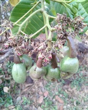  at Sanesa Yourganic in Gurugram