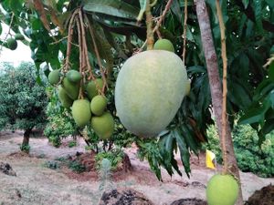  at Sanesa Yourganic in Gurugram