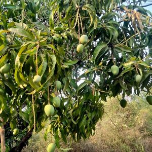  at Sanesa Yourganic in Gurugram